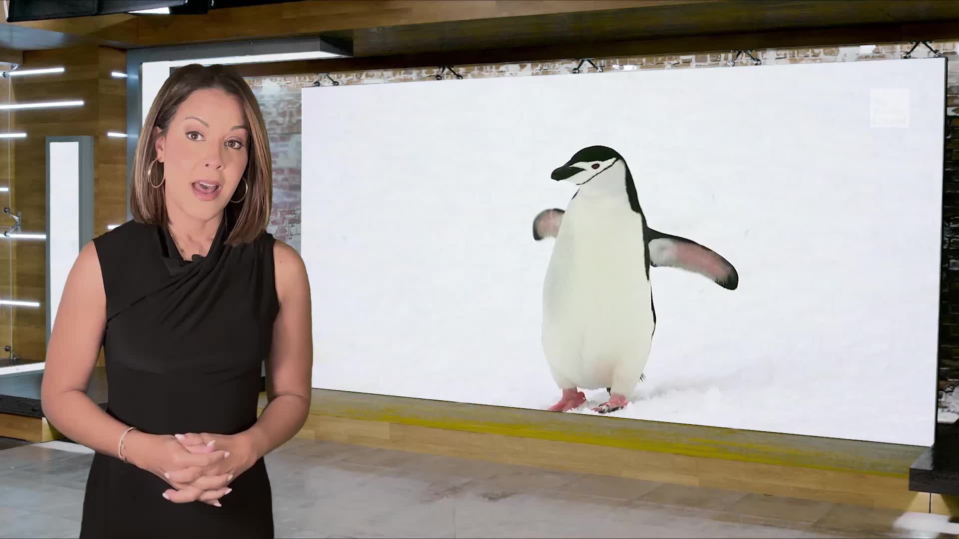 These Penguins Take 10,000 Naps A Day - Videos from The Weather Channel