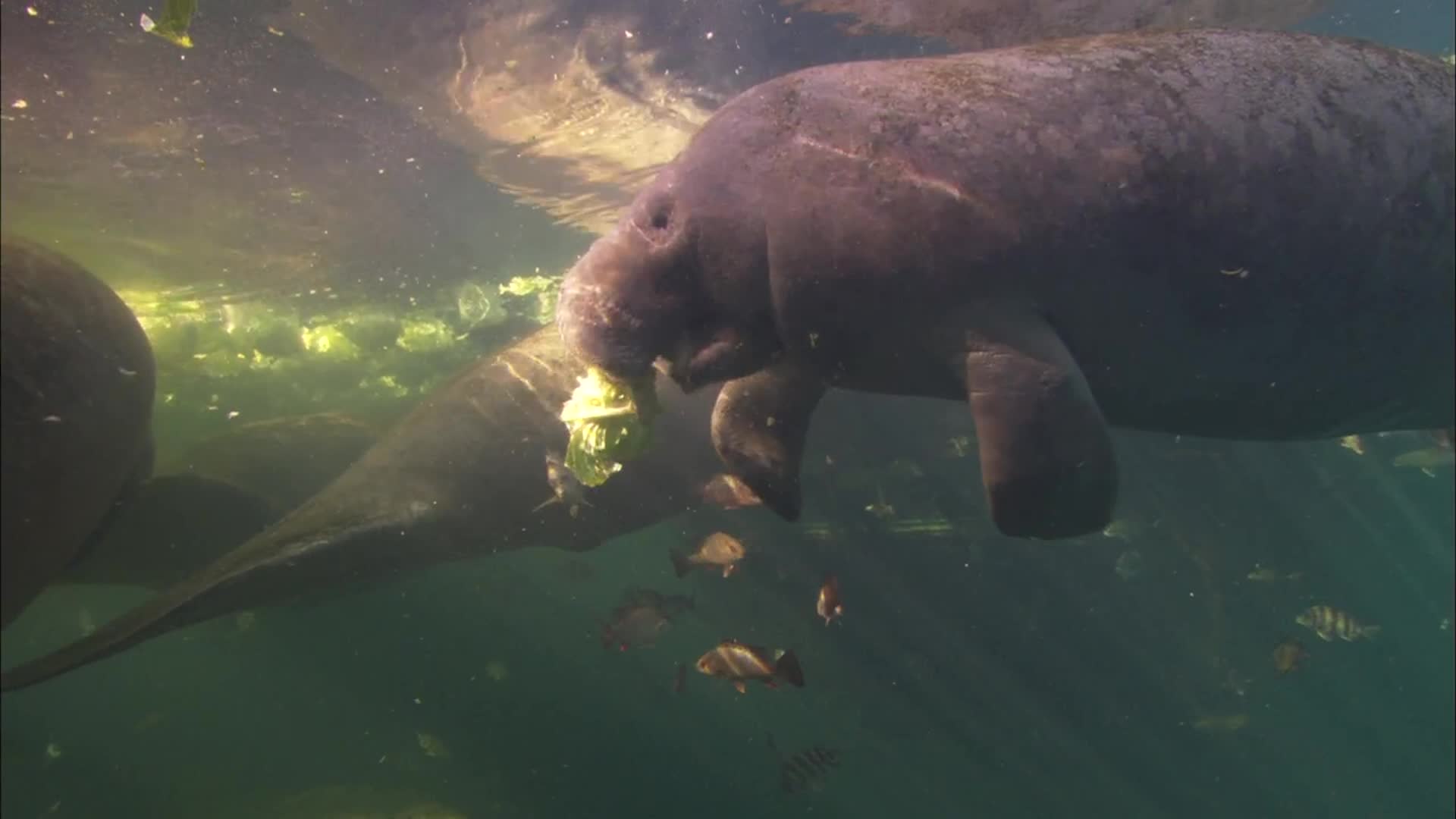 Florida Ending Manatee Feeding Program - Videos from The Weather Channel