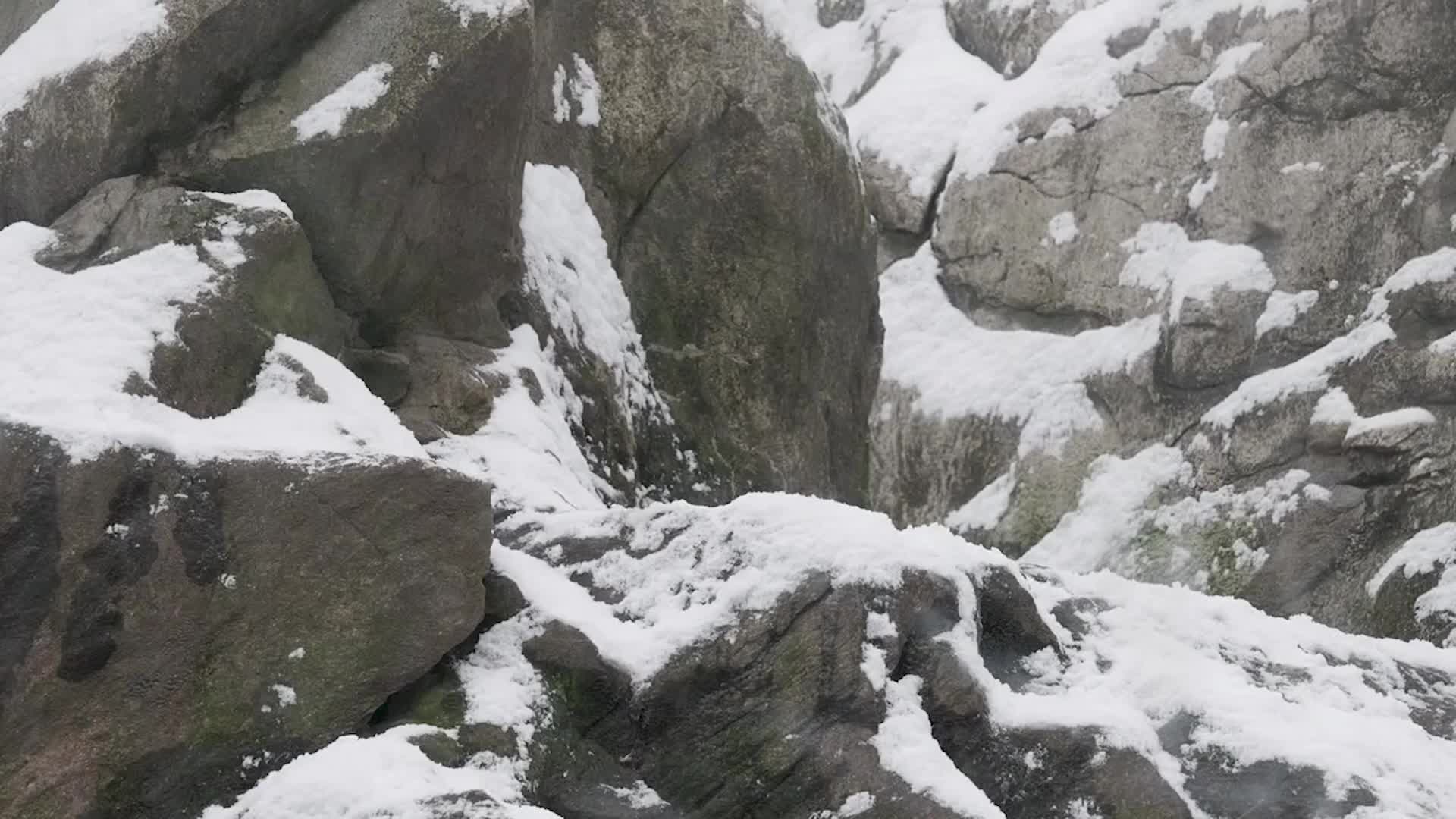 Snow Leopard Cubs Finally See Snow - Videos from The Weather Channel