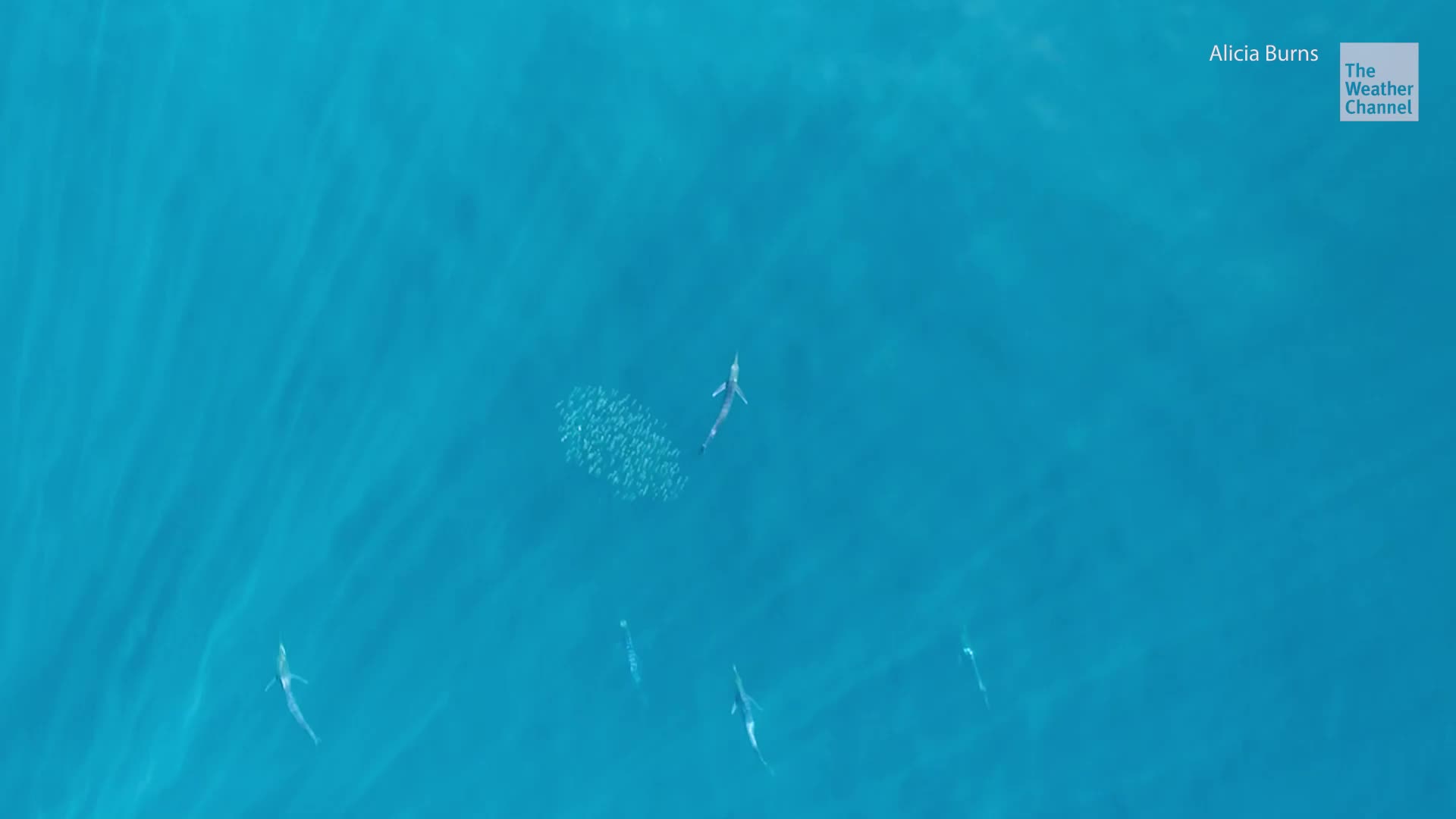 When Hunting In Groups, Marlins Change Colours to Coordinate Attacks