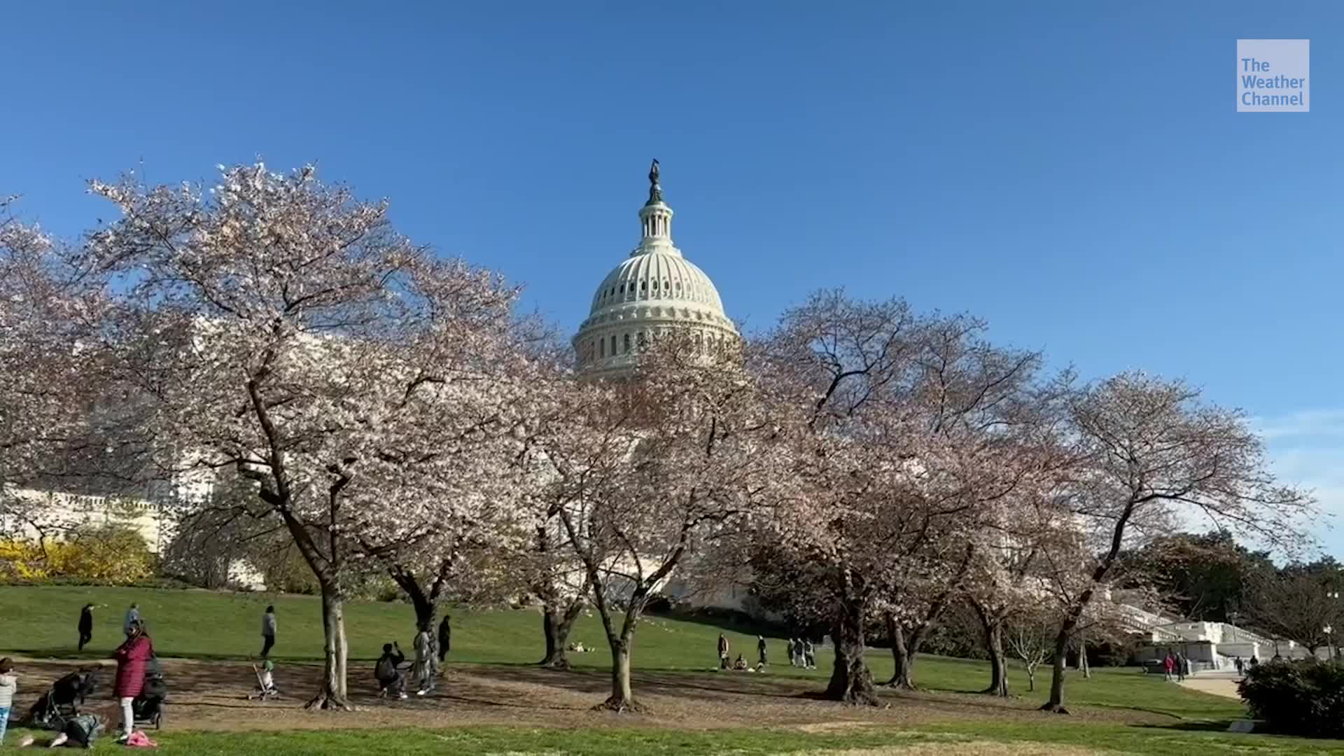 D.C. Cherry Blossoms Closer To Blooming Videos from The Weather Channel