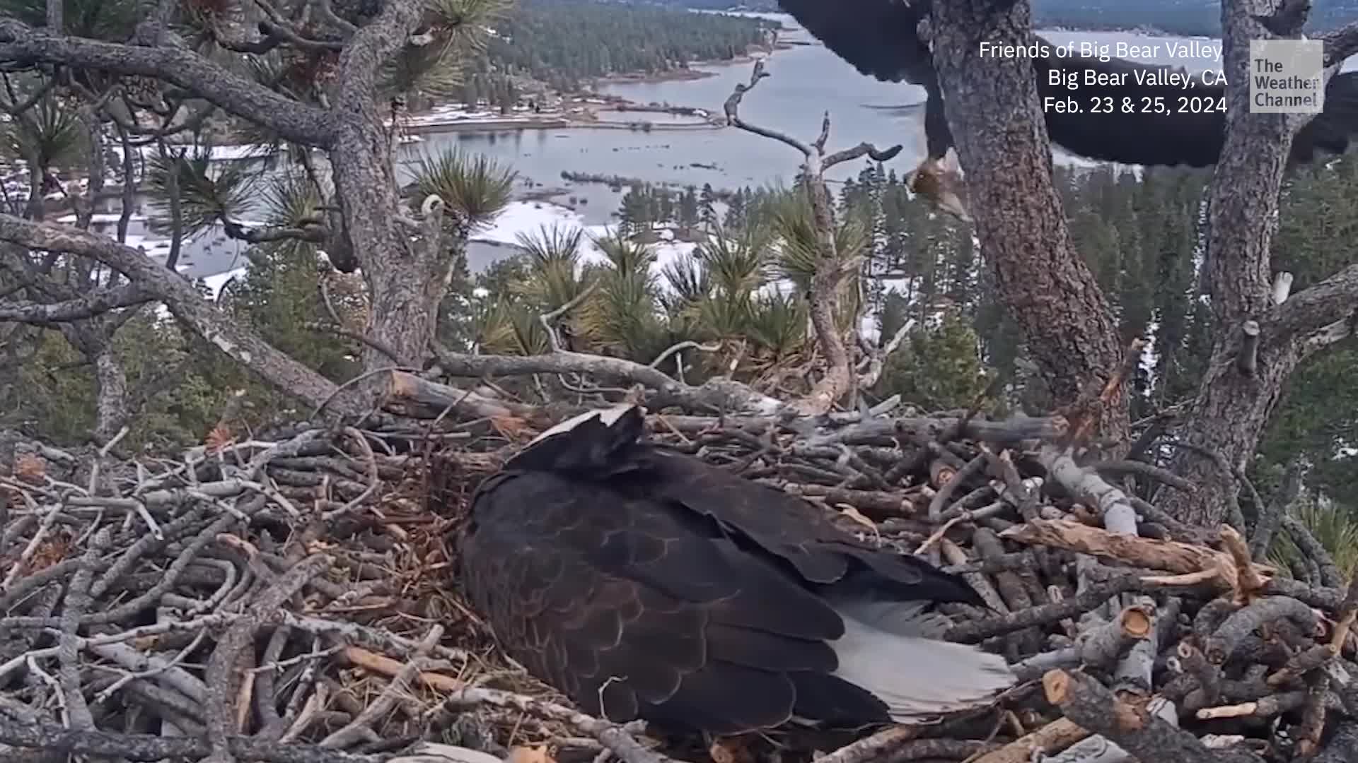 Meet Devoted Eagle Parents Jackie And Shadow - Videos from The Weather
