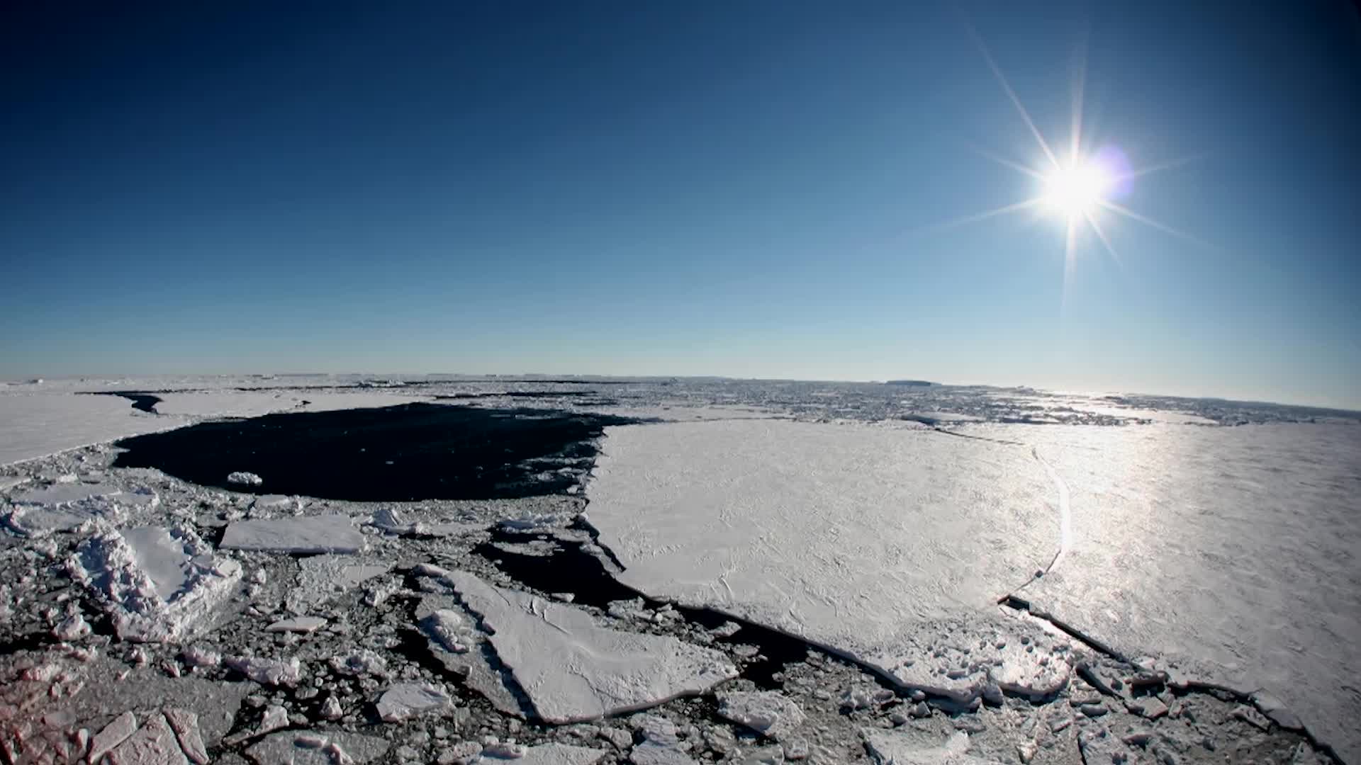 Could New Plants & Animals Live On Antarctica? Videos from The