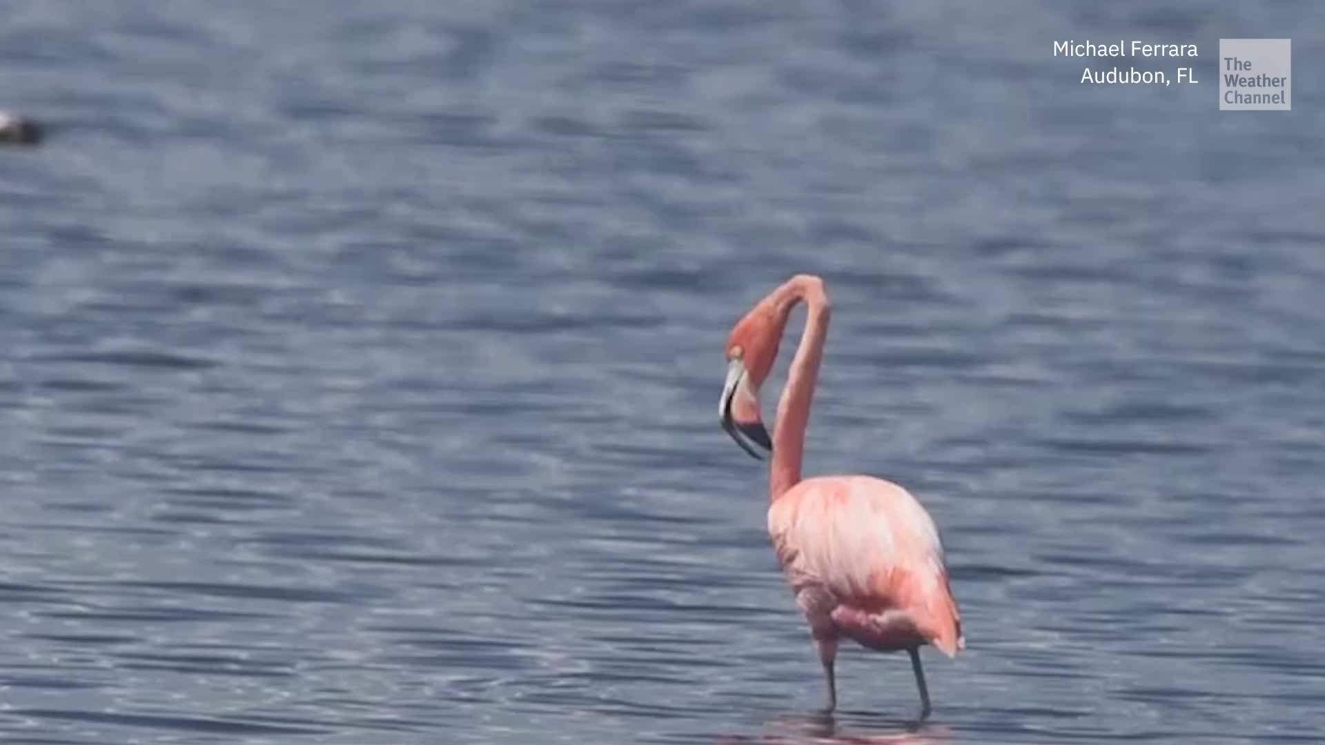 Hurricane Sends Flamingos Back To Florida - Videos from The Weather Channel