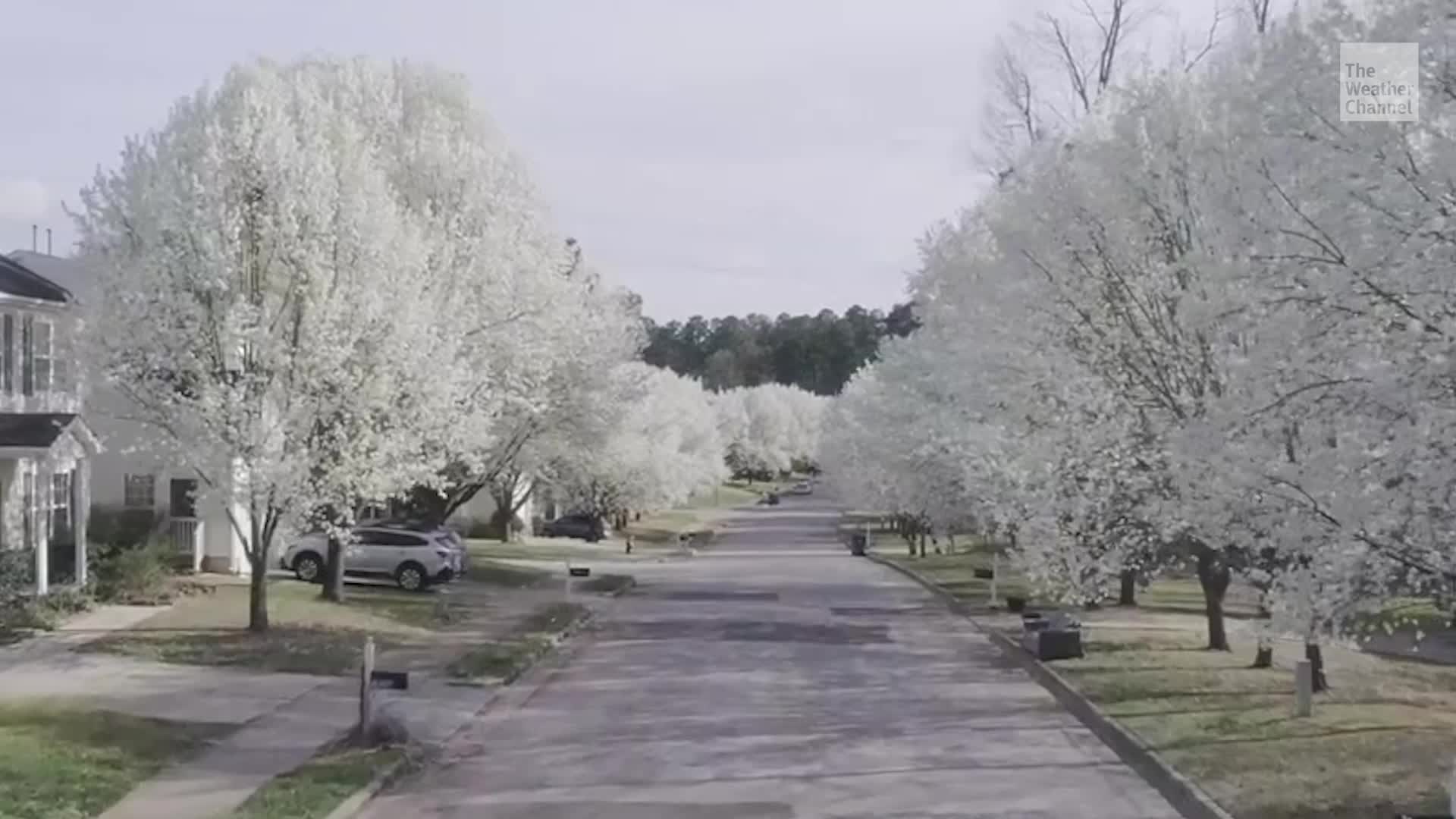 is-this-america-s-most-hated-tree-videos-from-the-weather-channel