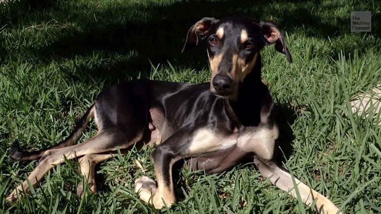 The Most Popular Dog Breed In The US Is...  - Videos from The Weather Channel