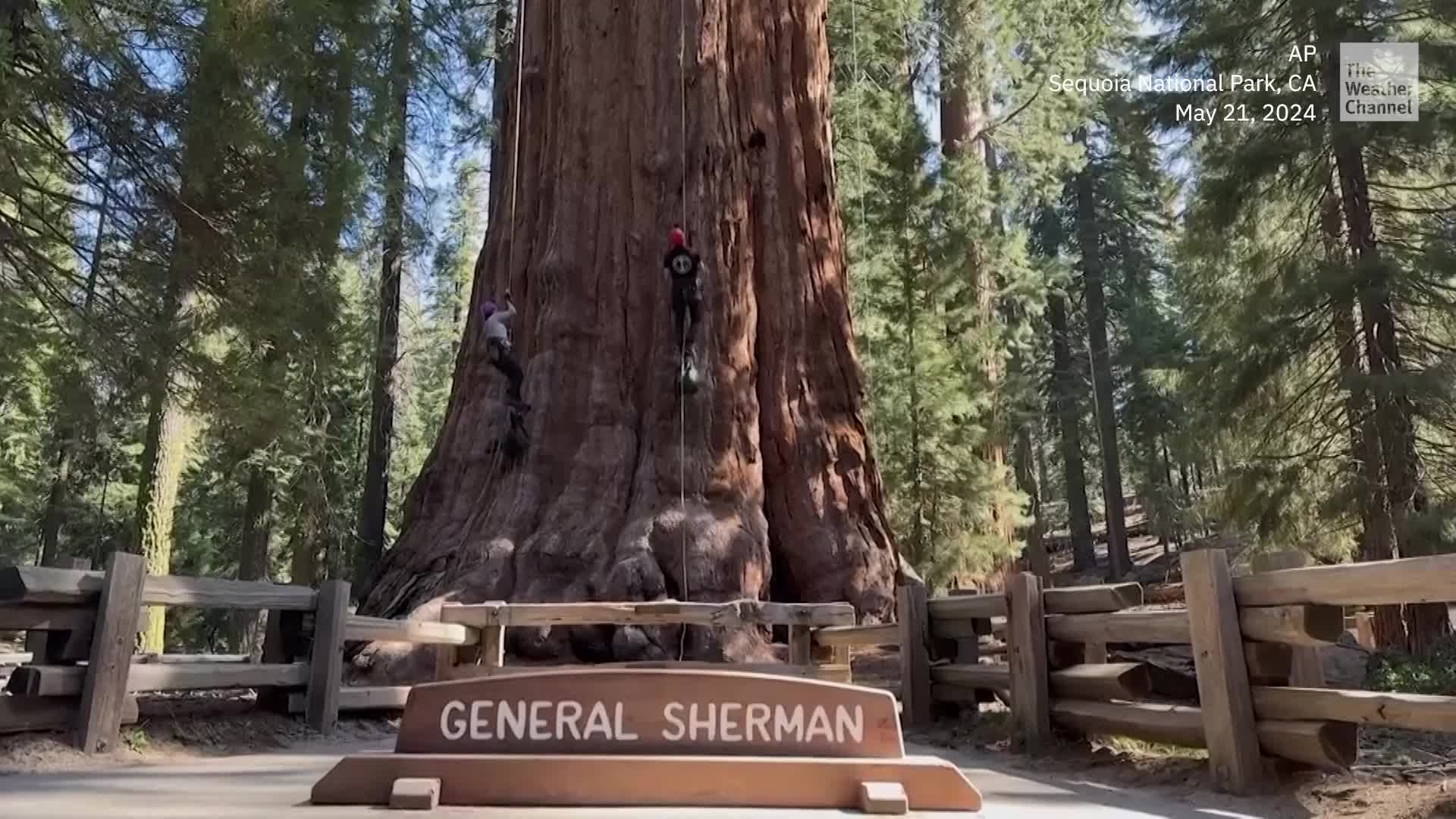 World s Largest Tree Gets A Checkup Videos From The Weather Channel World s largest tree gets a checkup videos from the weather channel