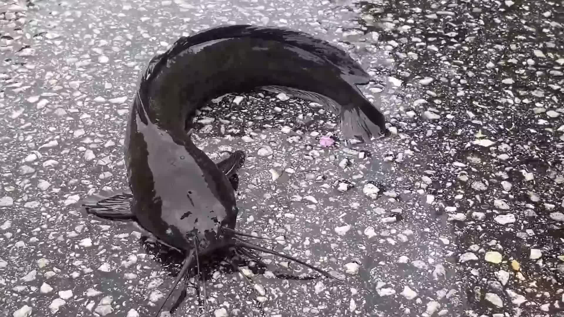 Debby’s Flooding Lands Catfish On Florida Driveway Videos from The