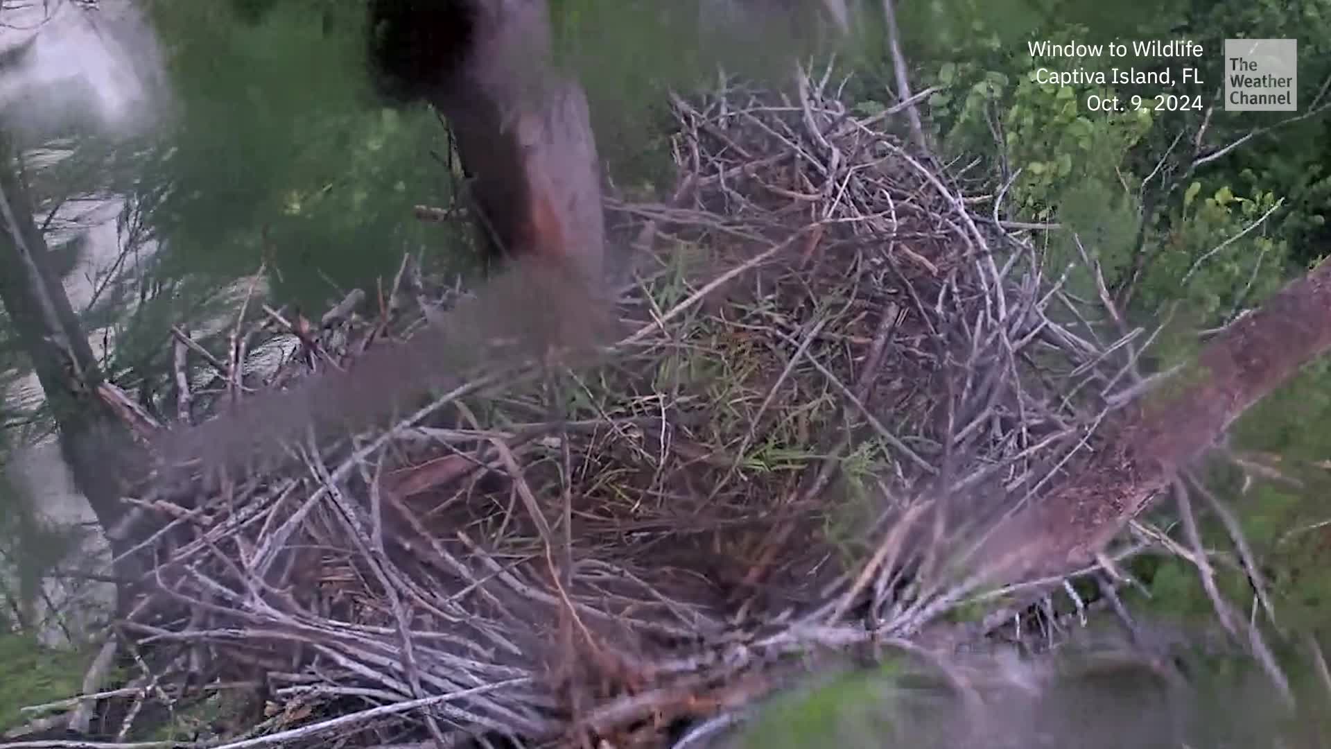 Watch Bald Eagle Ride Out Hurricane Milton Videos from The Weather