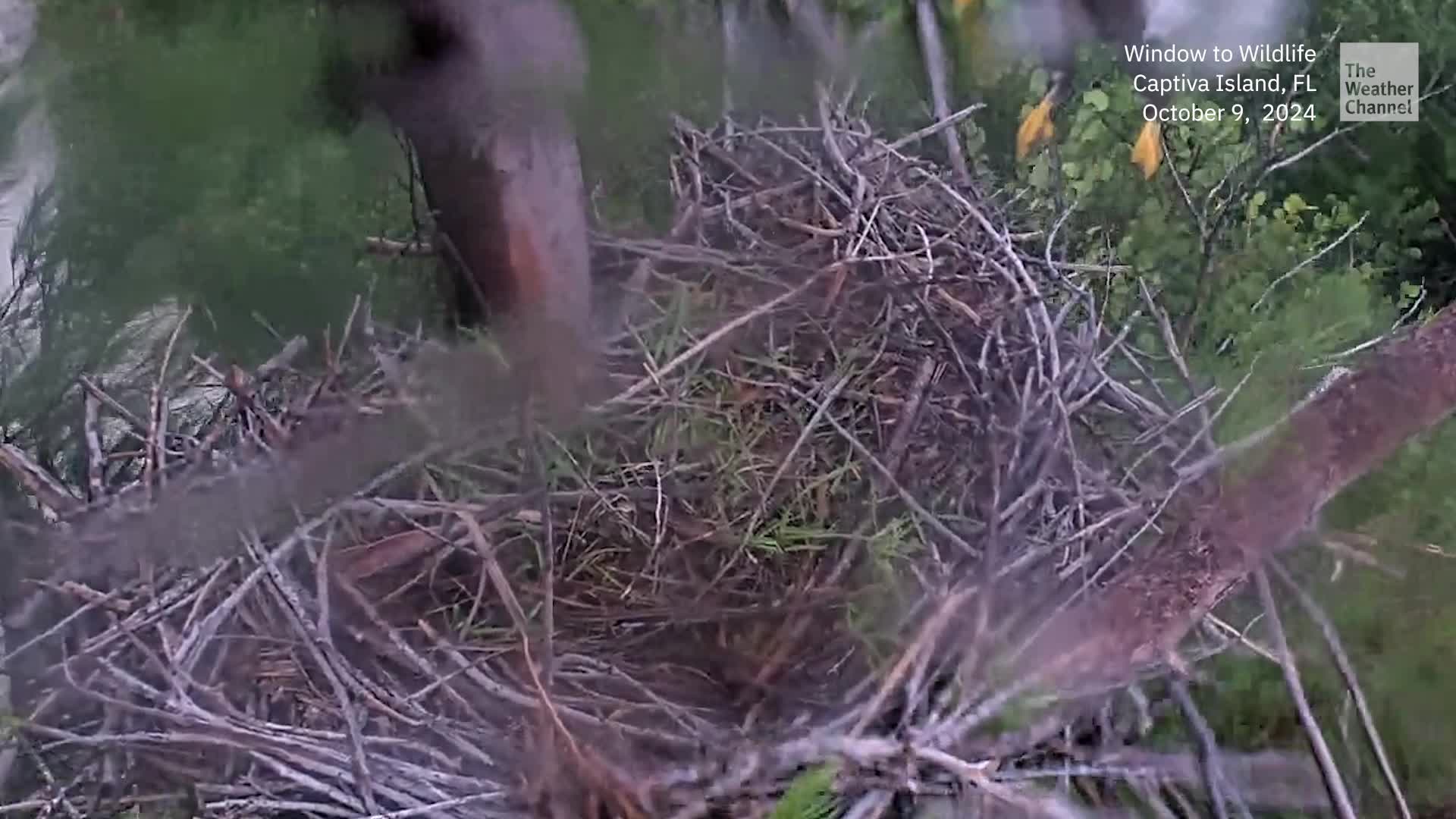 What Happened To The Eagle Who Rode Out Milton Videos from The