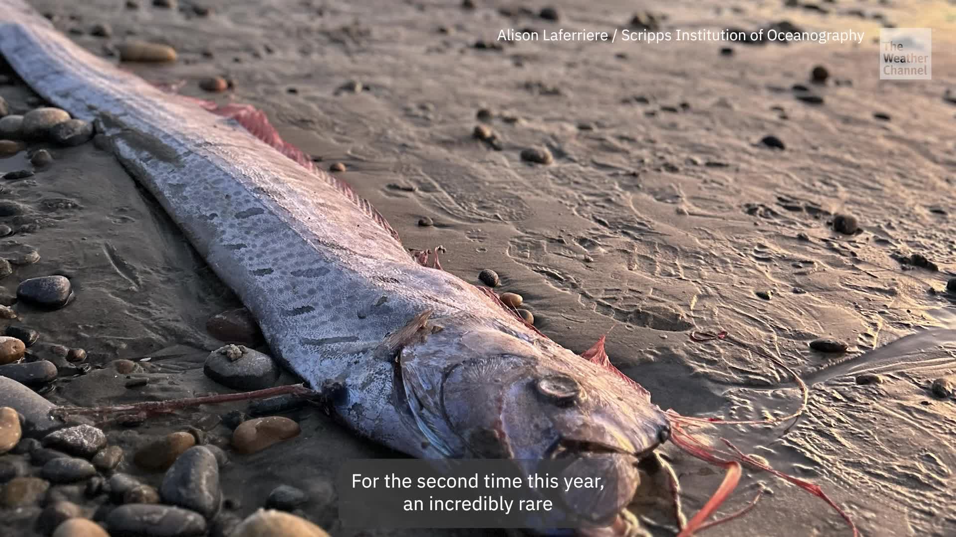Second Doomsday Fish Washes Up In California Videos From The second-doomsday-fish-washes-up-in-california-videos-from-the
