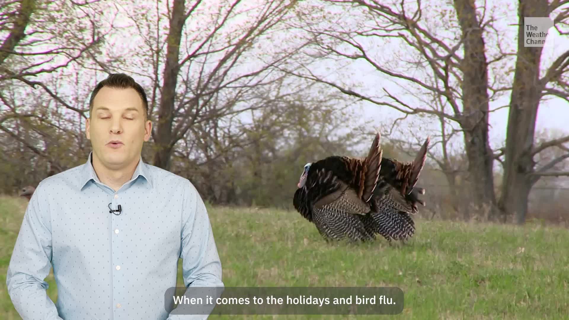 The Facts On Bird Flu Before Turkey Day