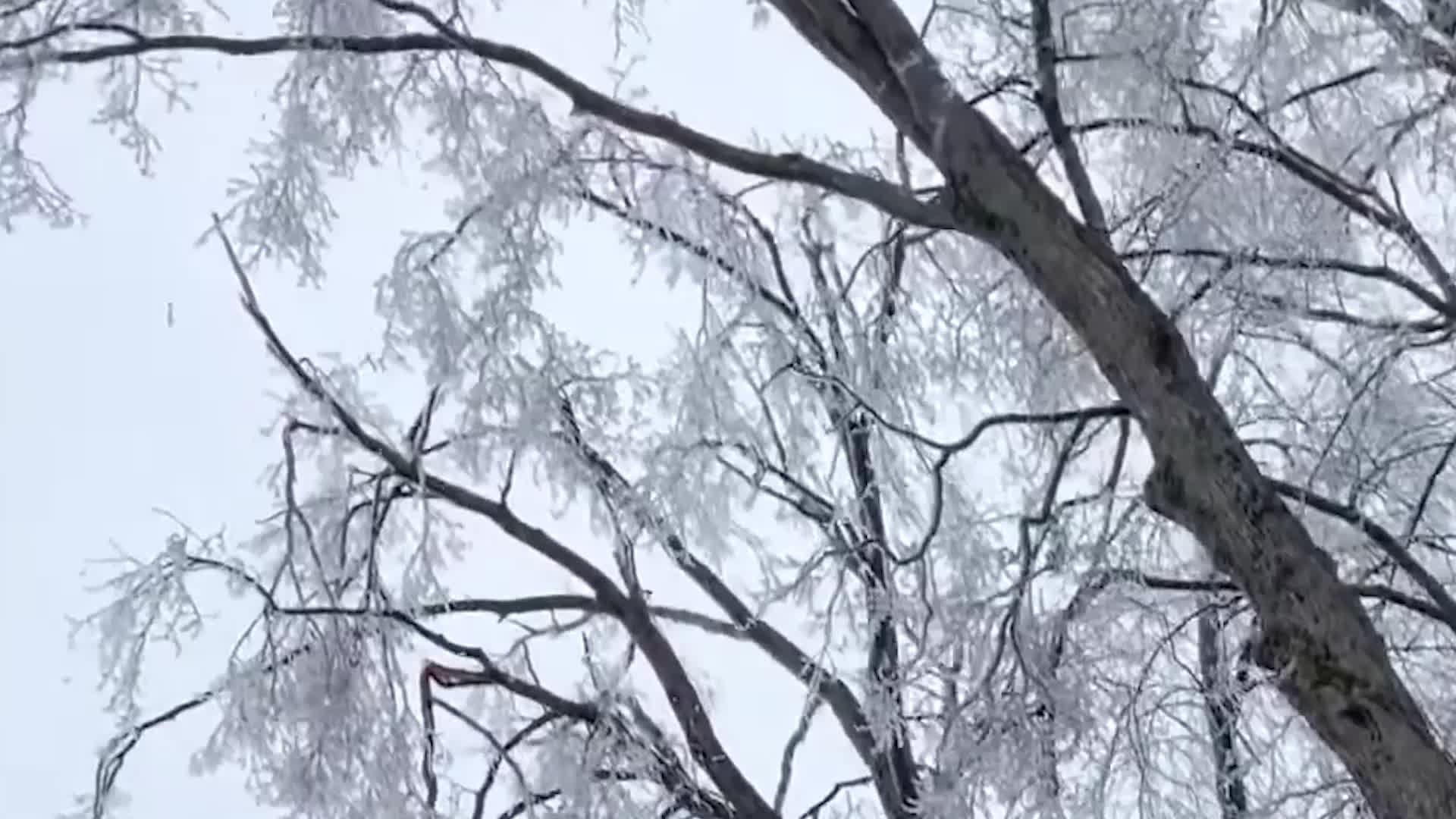 Northern Michigan Freezing Rain Causes Icy Misery Videos From The