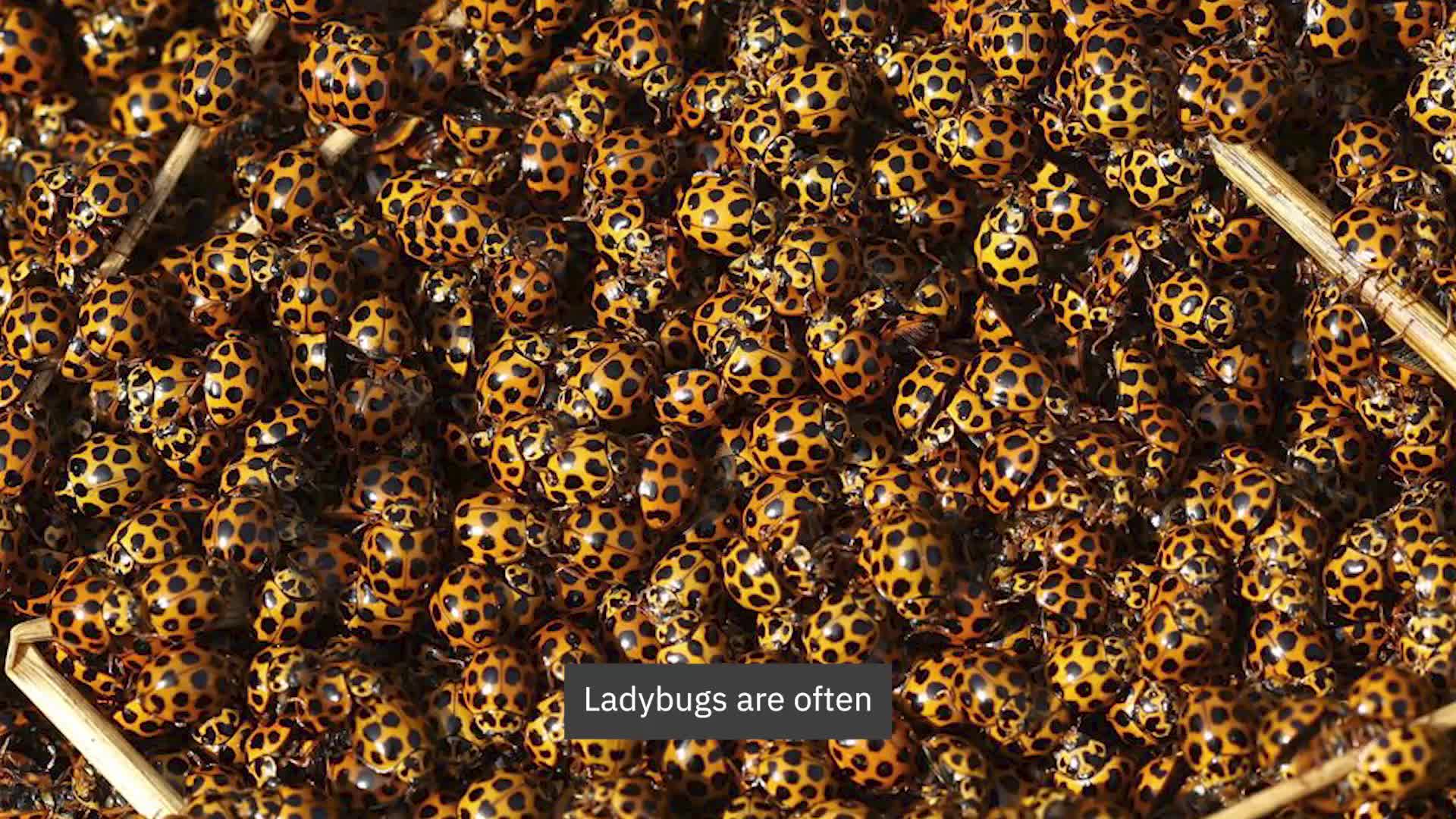 Millions of Ladybugs Swarm South Australia - News Directory 3