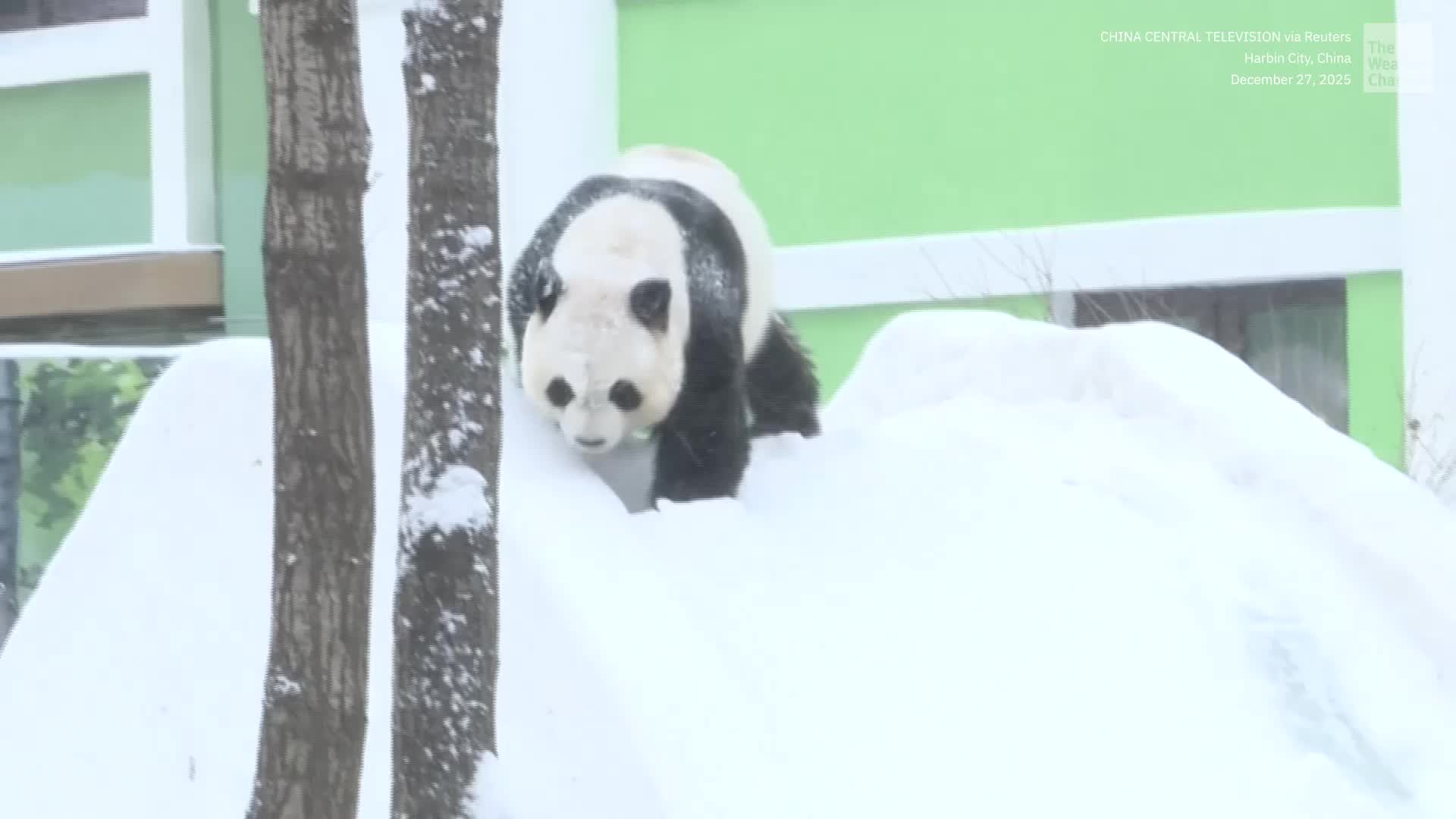 Giant Pandas Flip Out For Blizzard