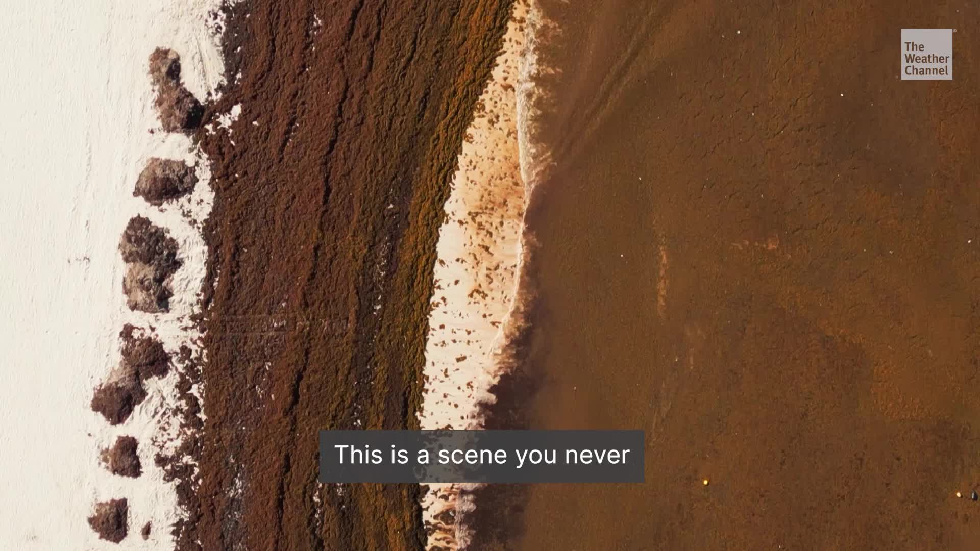 Smelly Seaweed Again Threatens Spring Break Beaches