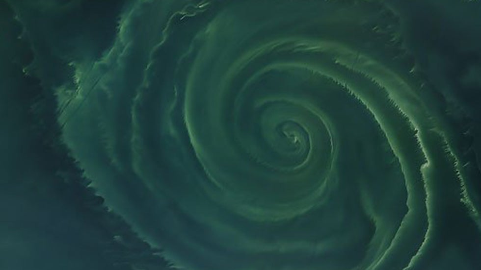 NASA Captures Swirls of Blooms in Baltic, Barents Sea