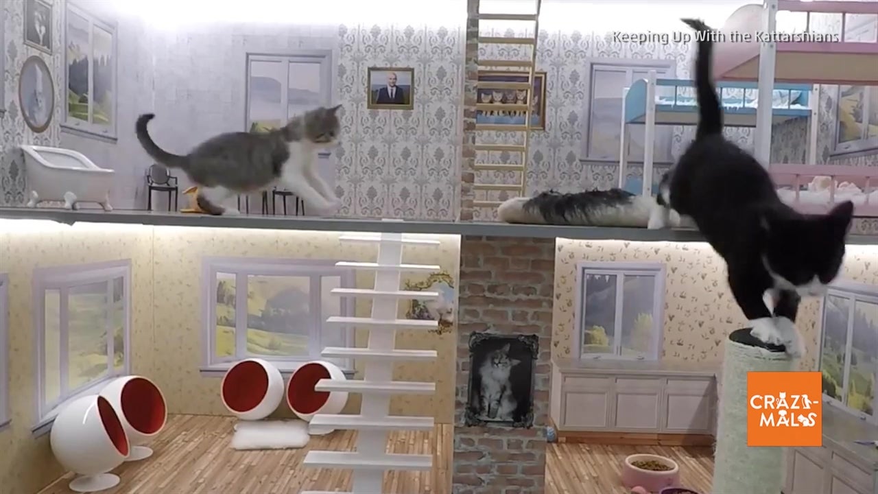 &lsquo;Keeping up with the Kattarshians&rsquo; Takes Off