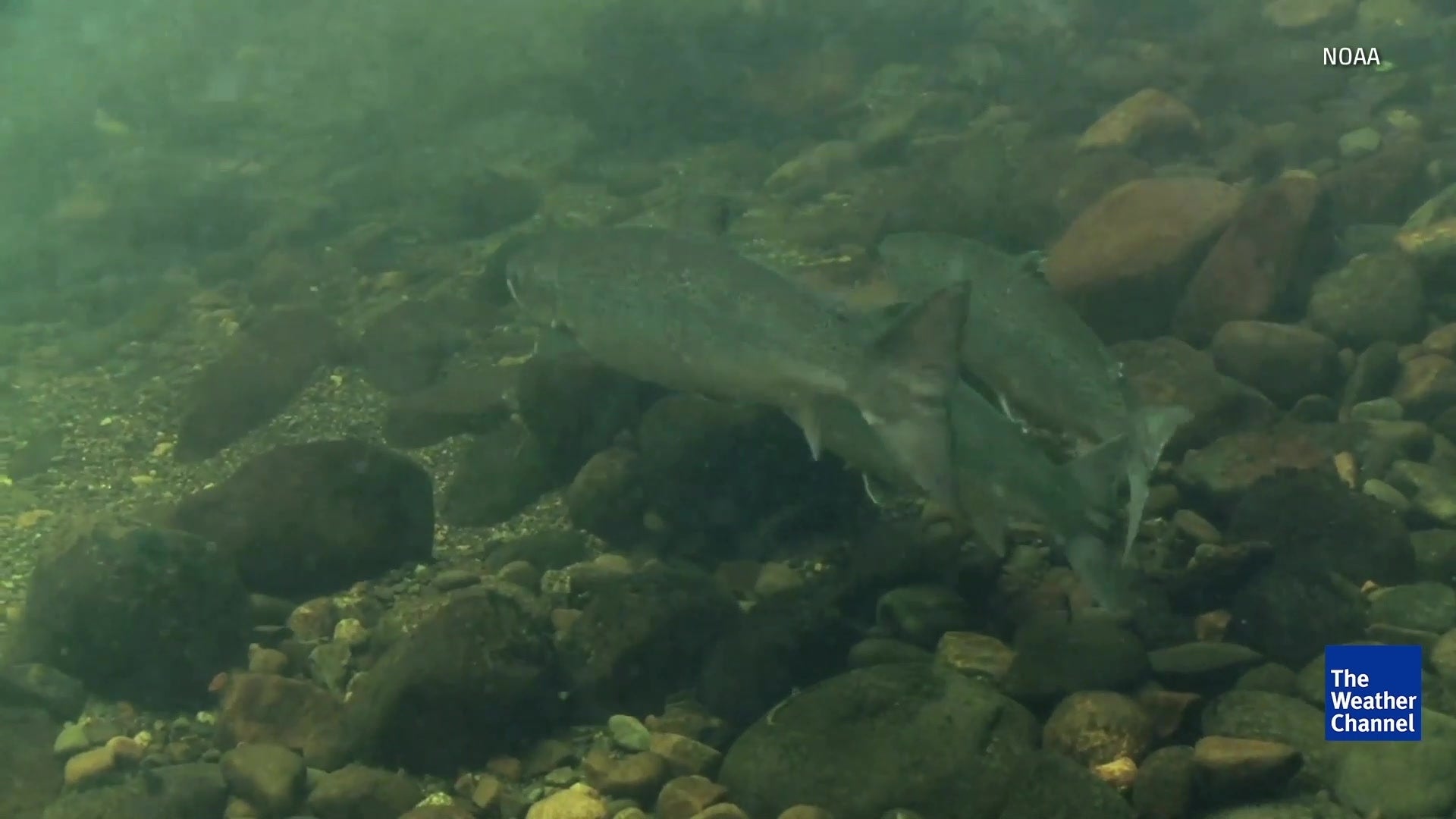 American Fish Race Against Climate Change