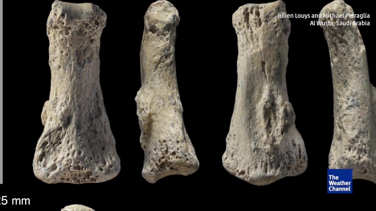 85,000YearOld Human Finger Fossil Found The Weather Channel