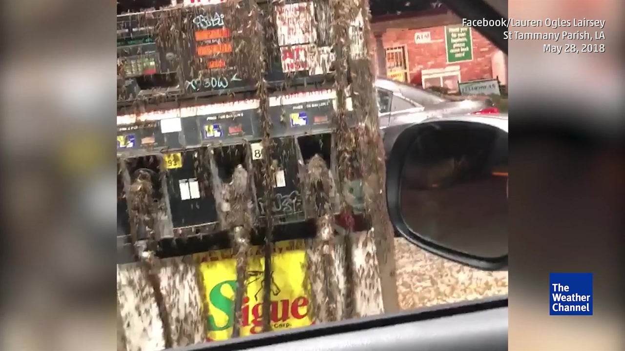Invasión de insectos en una gasolinera de Louisiana - Videos de The