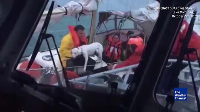 Des chiens et leurs ma tres sauv s des vagues Videos Des chiens et leurs ma tres sauv s des vagues Videos