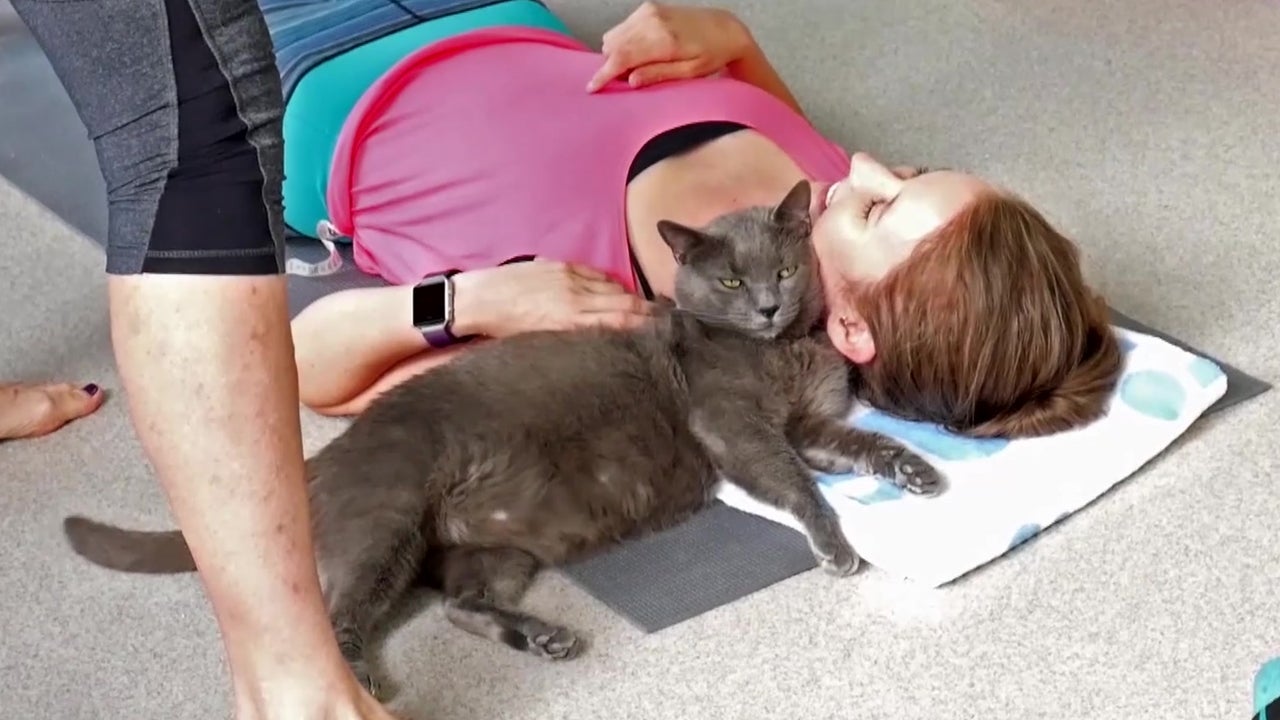 Cat Yoga, It&rsquo;s a Thing