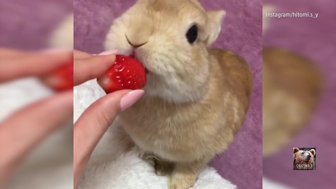 Bunny Eating Berry = Adorable Videos from The Weather Channel