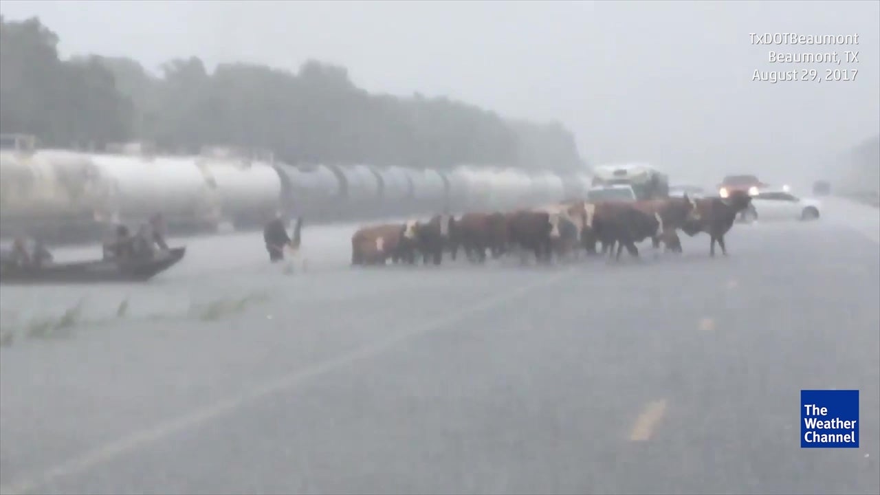 Cows Cross Flooded Road During Texas Disaster