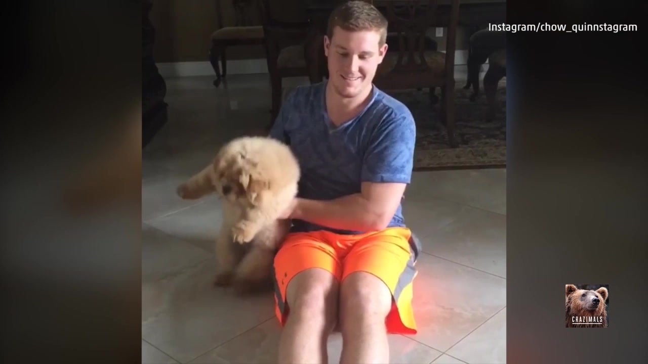 Chow Dog Owner Get A Good Workout