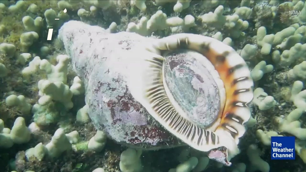 Will Snails Rescue the Great Barrier Reef? Videos from The Weather
