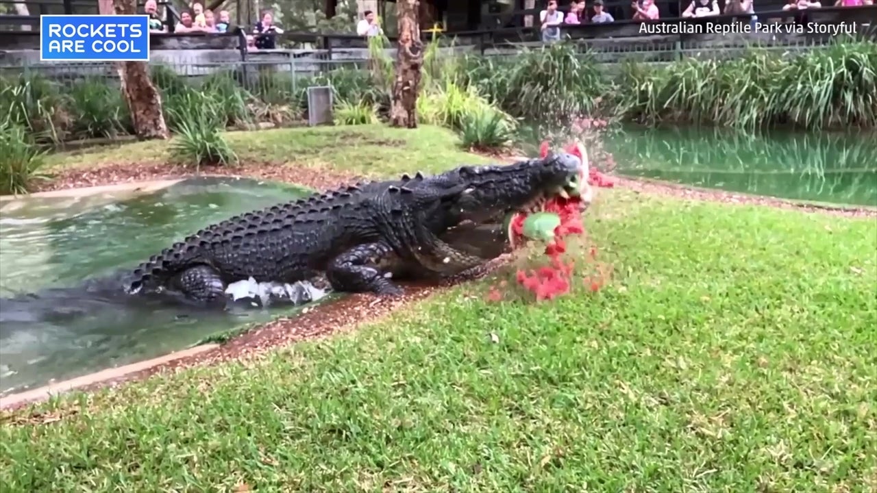 Spectacular Show of Crocodile Bite Strength Caught on Video The