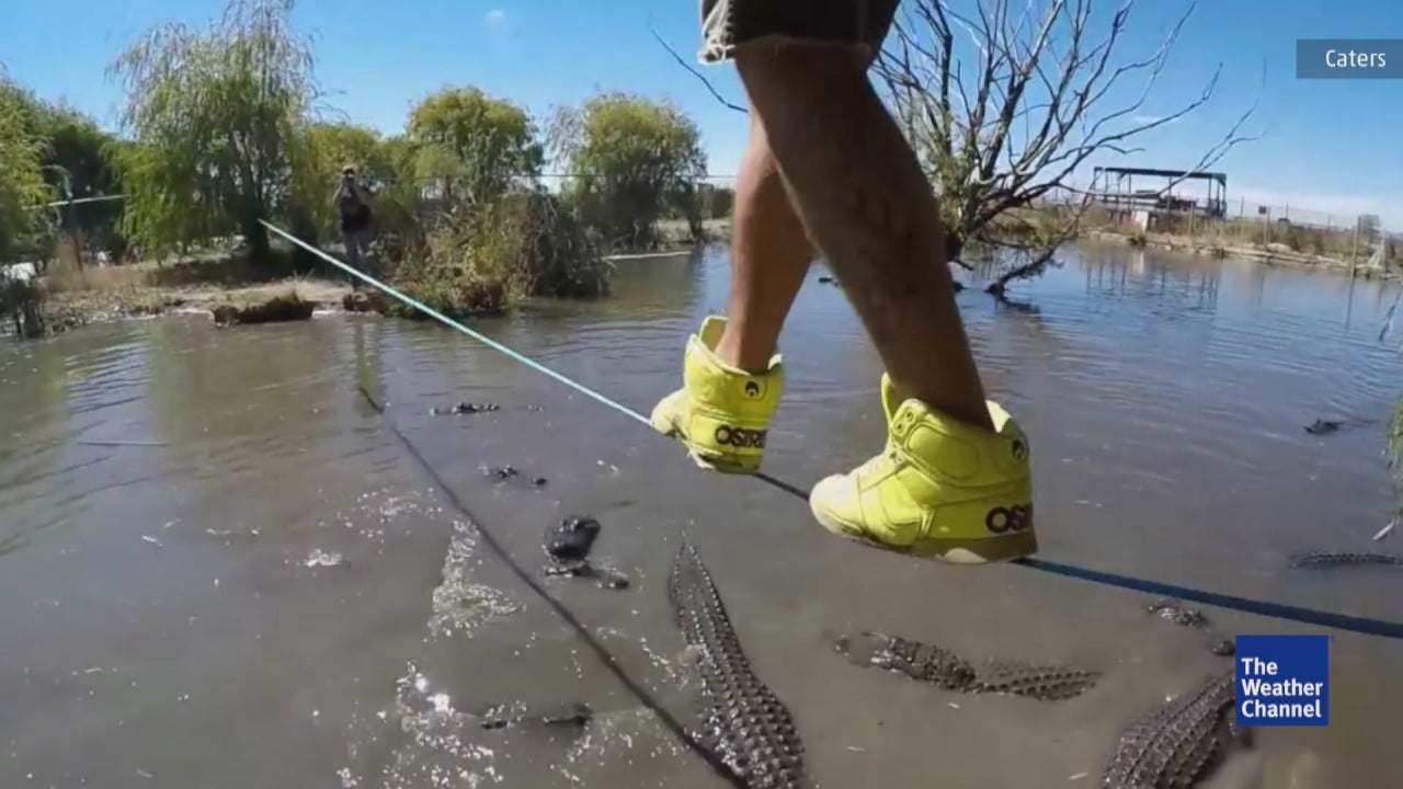 Man slacklines above swamp of alligators The Weather Channel