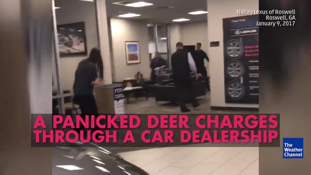 Deer Rampages in Car Dealership Videos from The Weather Channel