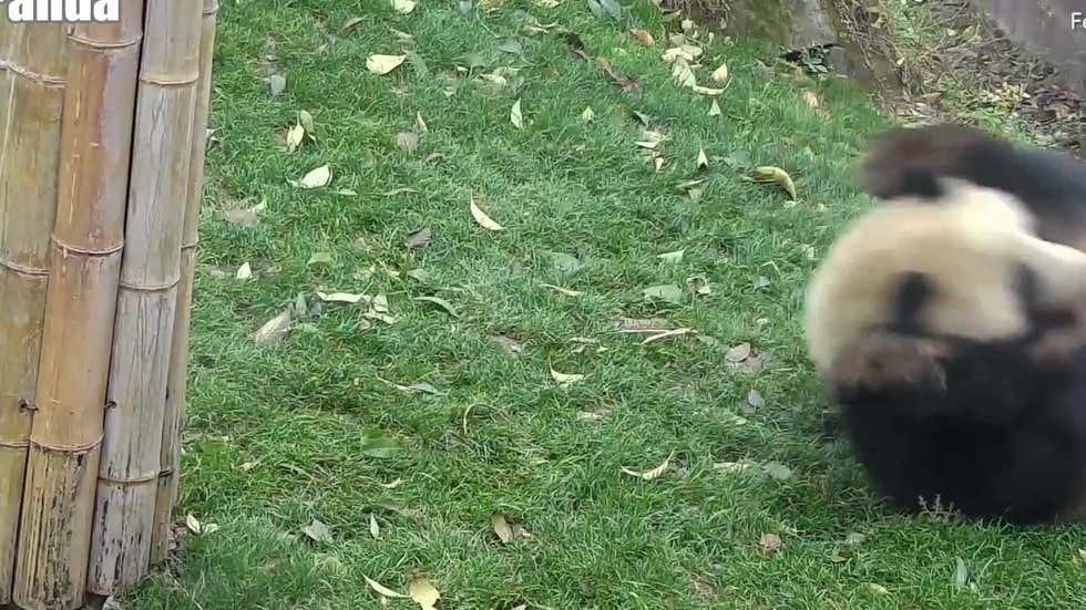 Panda Roly Poly Gif This giant panda just loves to roly-poly - Videos from The Weather Channel