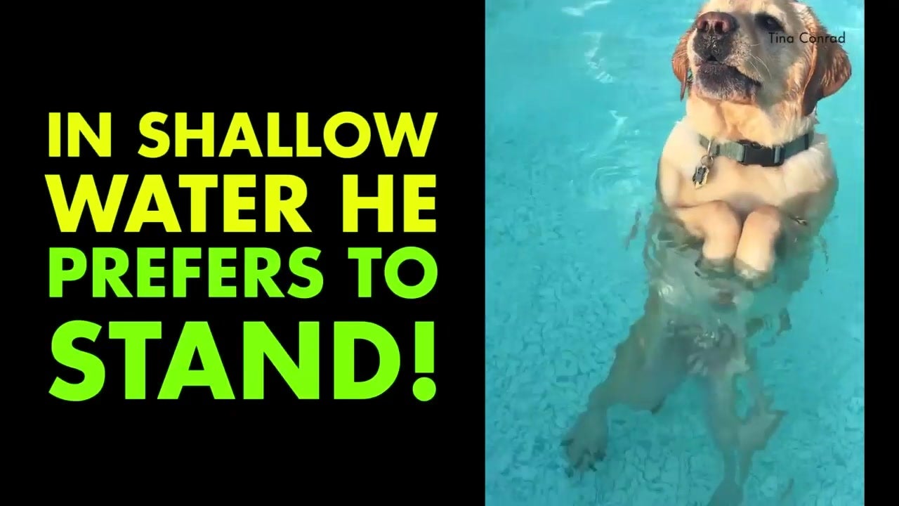 Dog Won’t Swim, Stands Up in Pool Videos from The Weather Channel