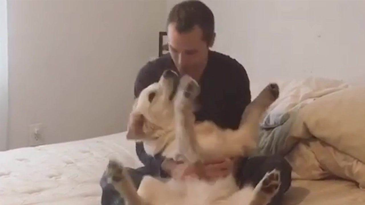 Dog &lsquo;Trust Falls&rsquo; into Owner&rsquo;s Arms