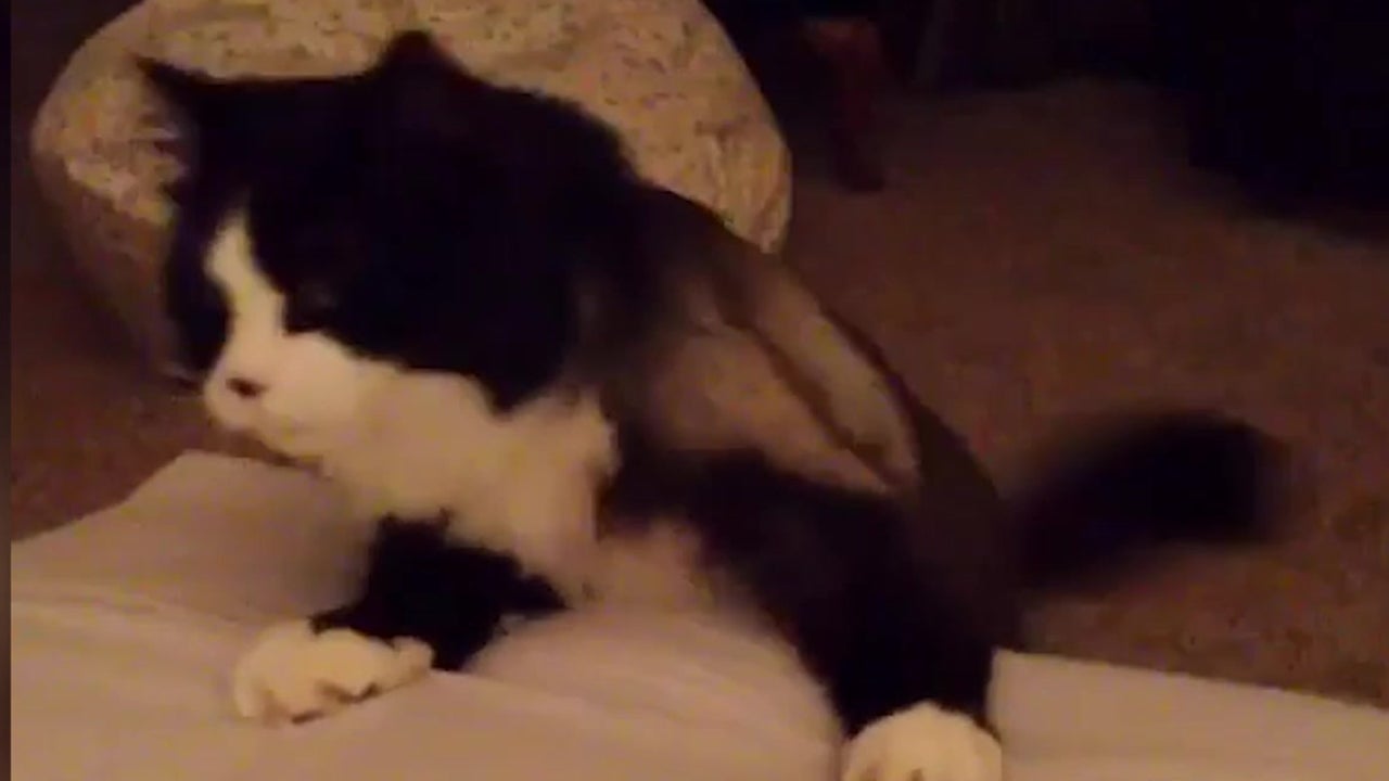 &ldquo;Wobbly&rdquo; Cat Faces Challenges