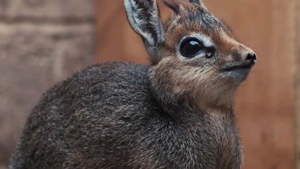 The Cutest Animal You've Never Heard of - Videos from The Weather Channel