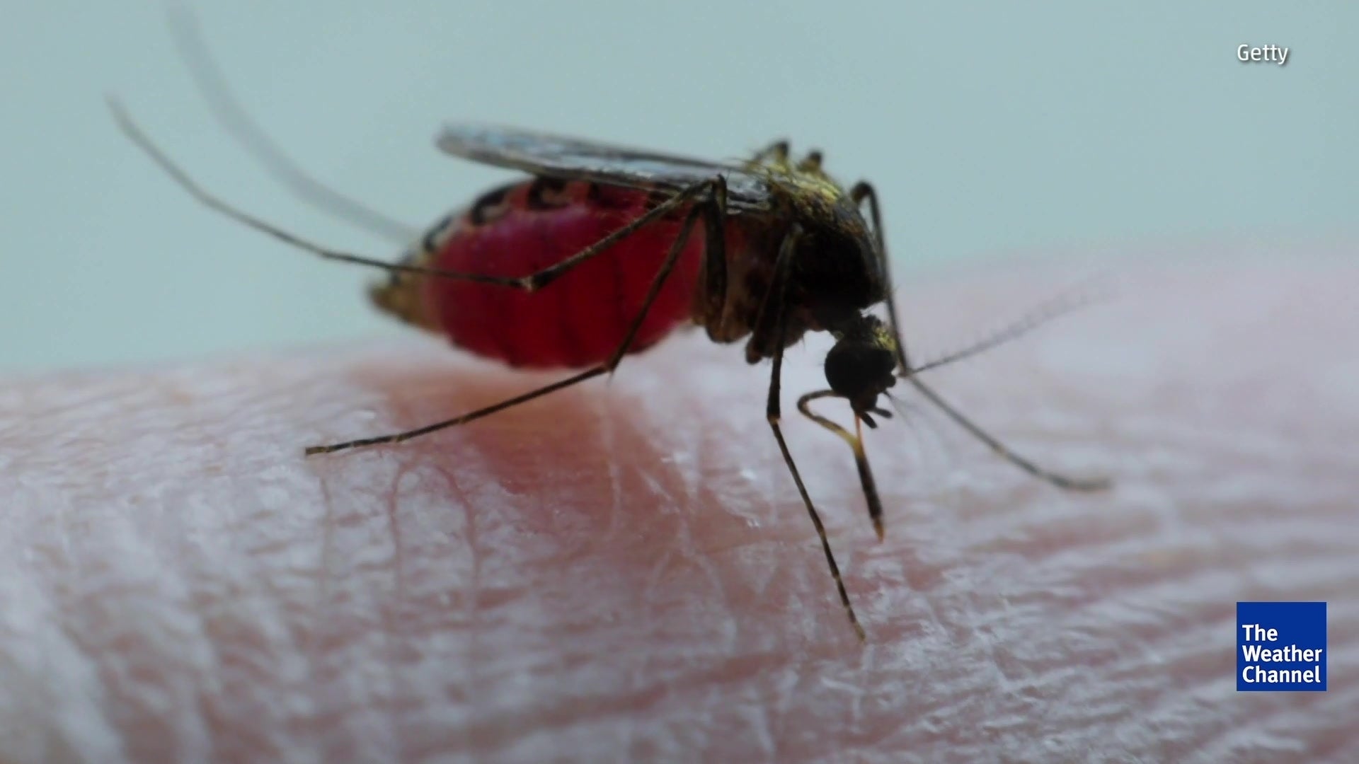 Zika Virus Has New Competitor