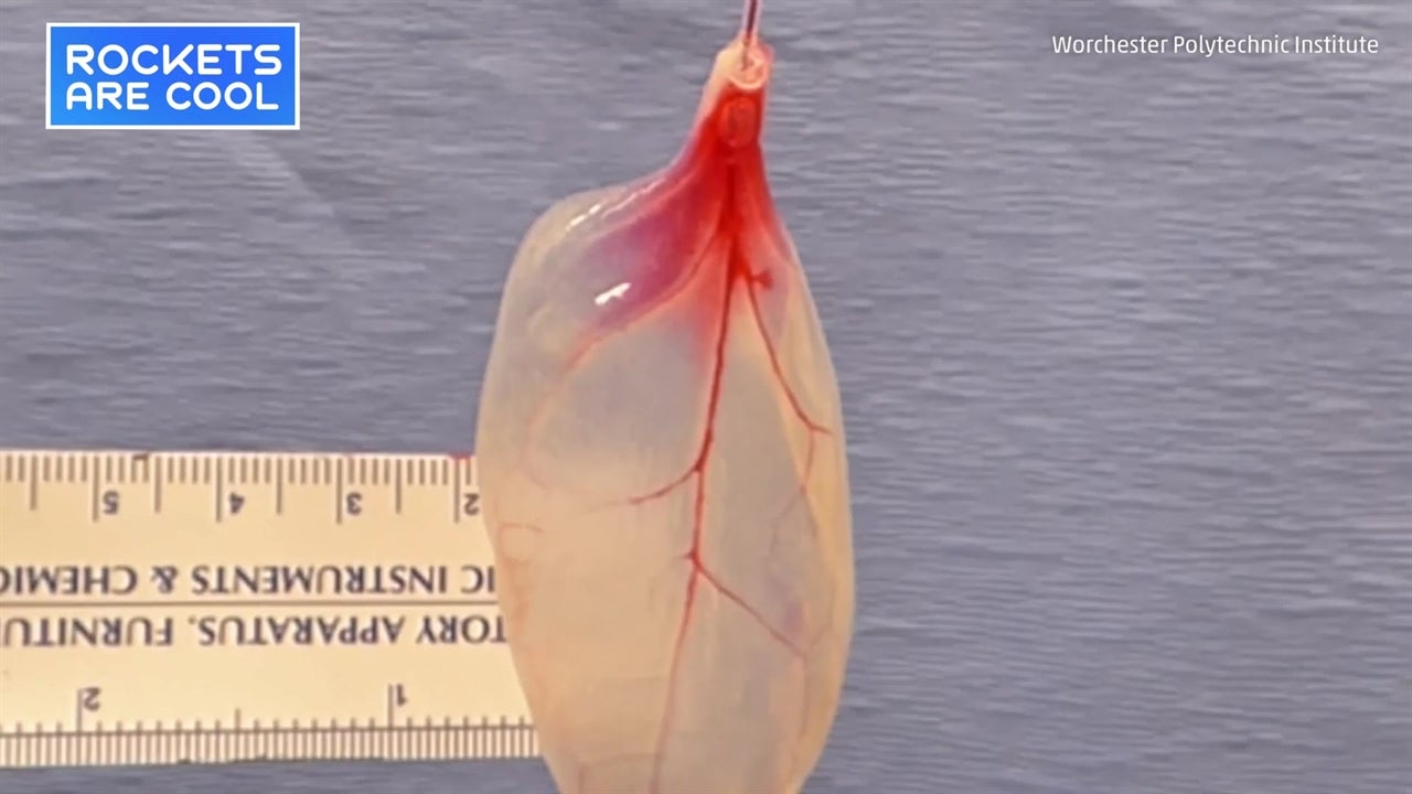 Human Heart Tissue Successfully Grown on Spinach Leaves Videos from
