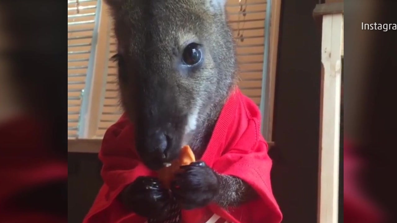 Jack the Wallaby Professional Cutie Videos from The Weather Channel