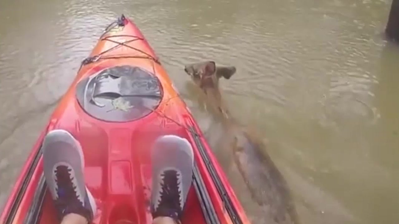 Kayaker Guides Deer Through Floodwaters