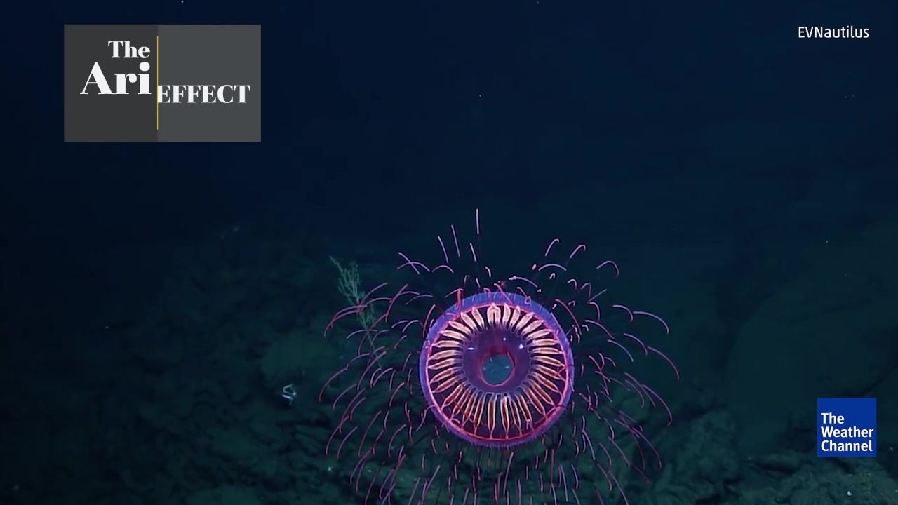 Medusa parece espetáculo de fogo de artifício Videos from The Weather