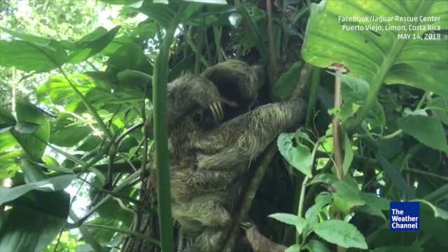 Baby Sloth Reunited with Mother After Volunteers Play its Cry - Videos ...