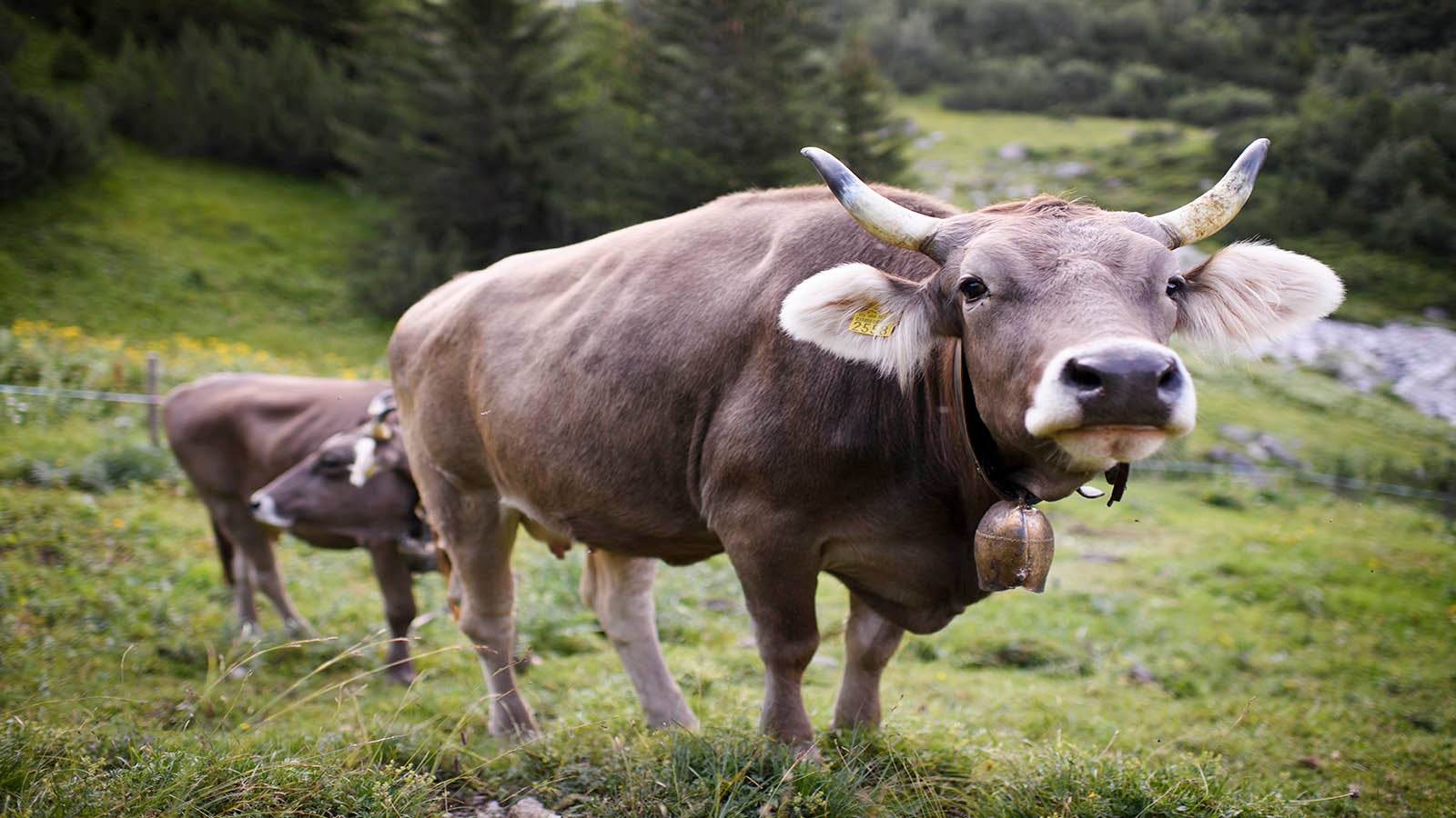 Bauer will Subventionen für Kühe mit Hörnern The Weather Channel