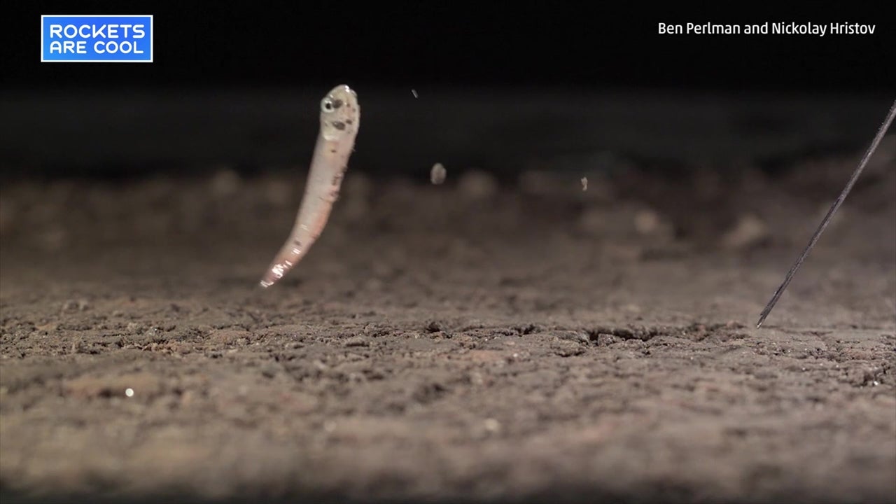 Fascinating Fish Jumps by Flipping Its Tail