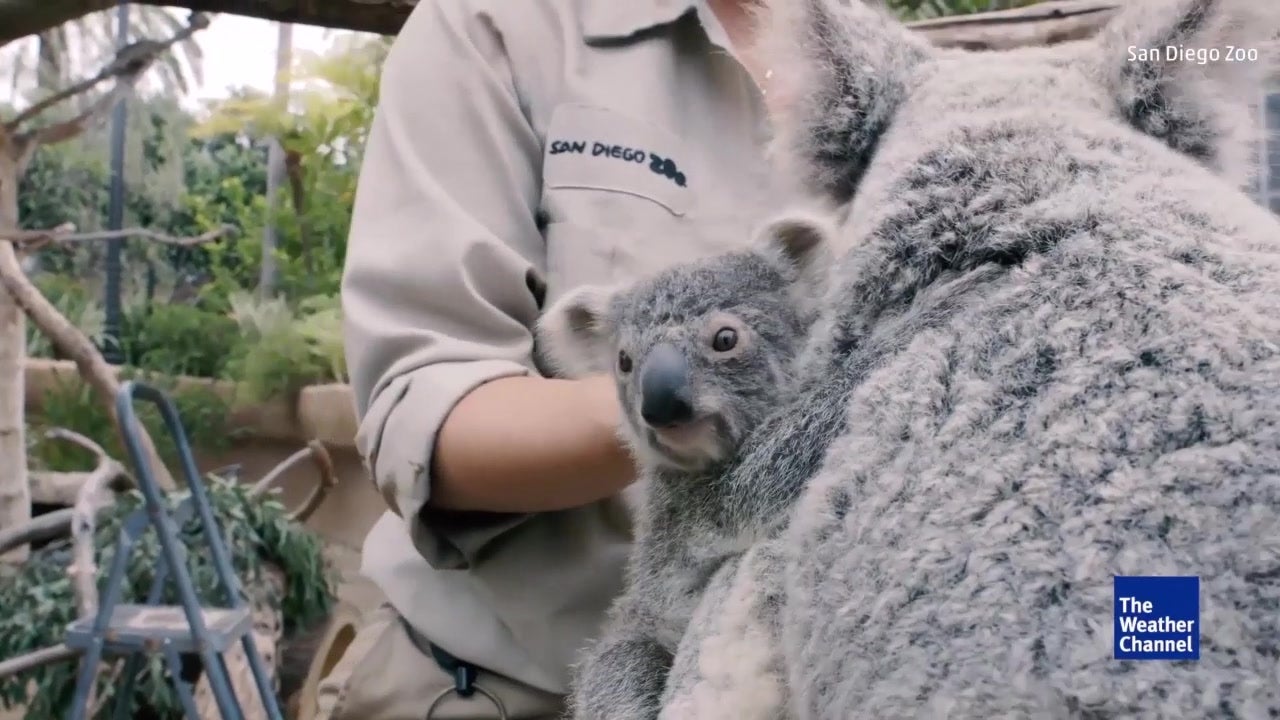 Why the Koala in a Pouch Isn't What You Think (and How They Surpass Most Mammals)