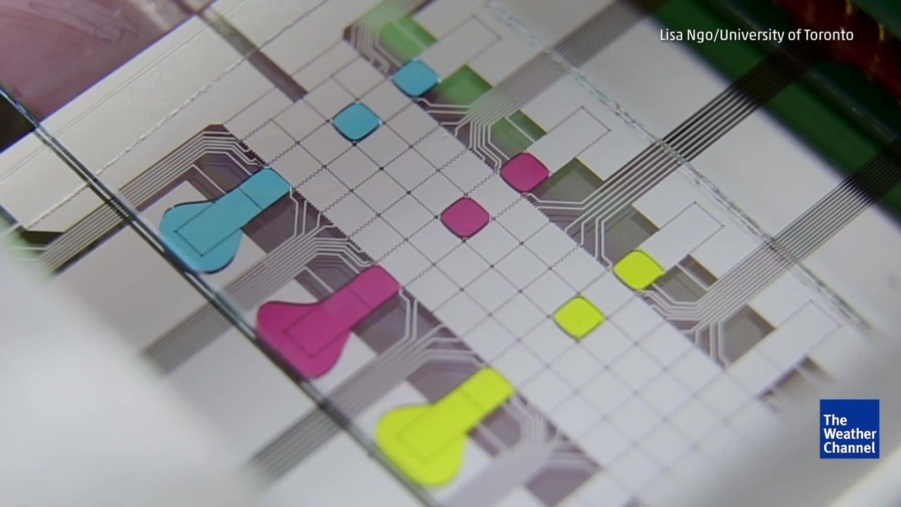 Portable Test Helps Refugees at Risk of Disease