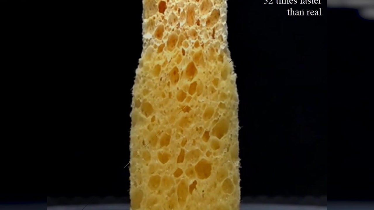 Scientists Examine Tiny Pores of Sponges